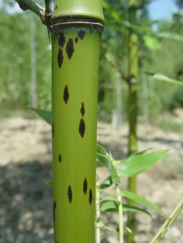 26種竹類(lèi)植物整理（上）