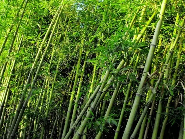 26種竹類(lèi)植物整理（上）