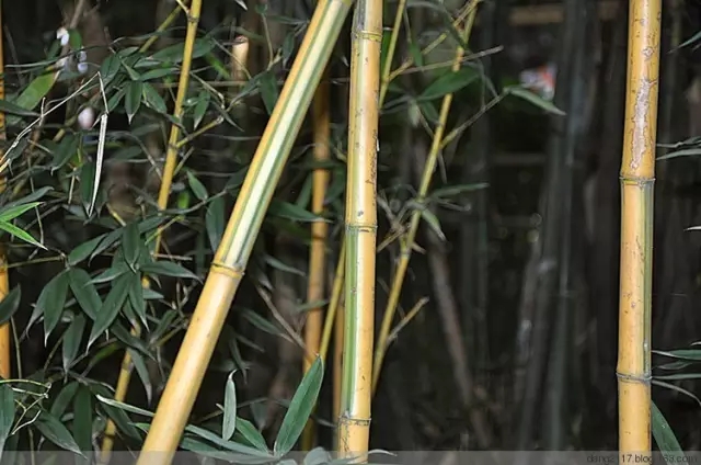 26種竹類(lèi)植物整理（上）