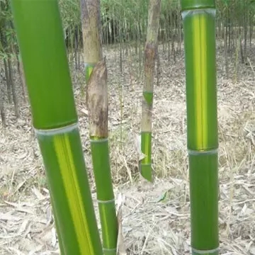 26種竹類(lèi)植物整理（上）