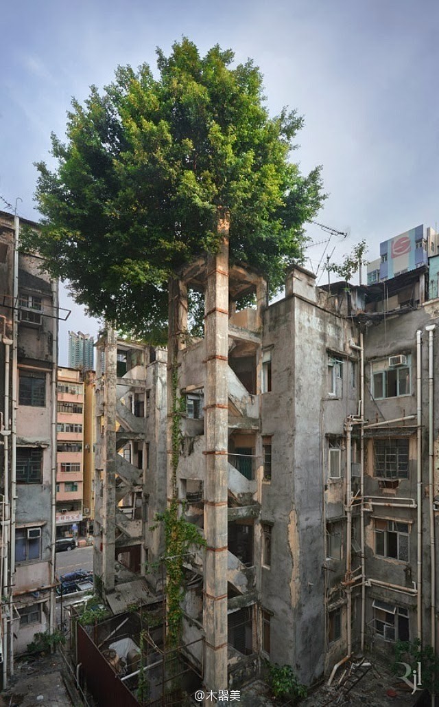 生命的韌性——古舊建筑上頑強(qiáng)生長(zhǎng)的樹木