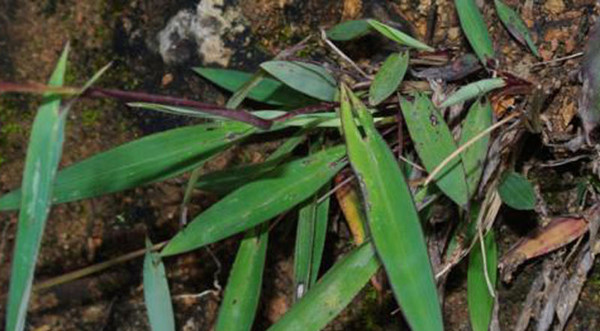 我國(guó)采集到珍稀植物箭葉大油芒標(biāo)本