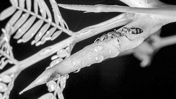 中國科學報：共生動植物基因快速進化