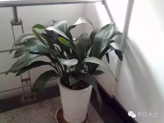 家庭養(yǎng)花：適合衛(wèi)生間種植的7種植物