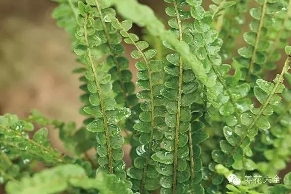 家庭養(yǎng)花：適合衛(wèi)生間種植的7種植物