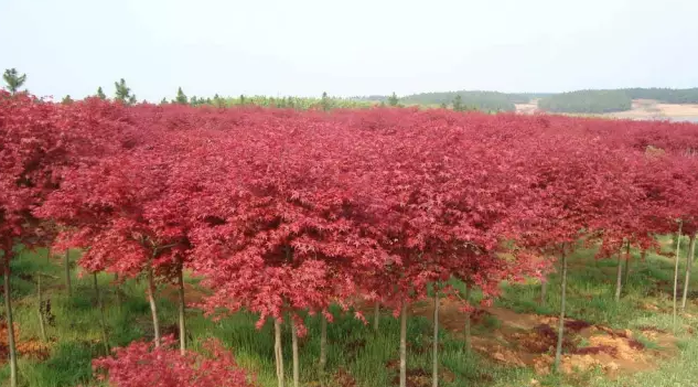 花卉苗木產(chǎn)業(yè)怎樣與旅游業(yè)融合發(fā)展？