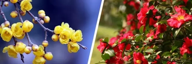 花開(kāi)的節(jié)氣