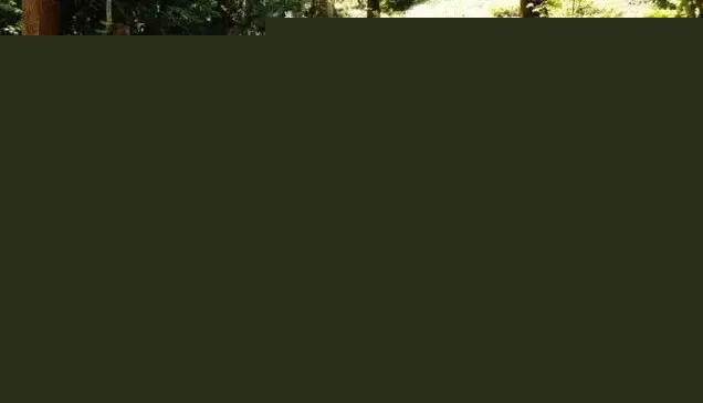 石籠與植物搭配大全