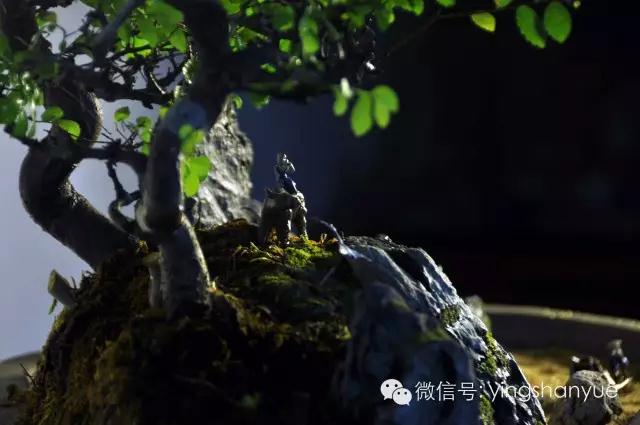 墨爻盆景作品：古樹寒溪，牧童歸去——《雙榆溪隱》