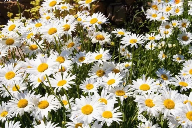 50種常見(jiàn)宿根花卉