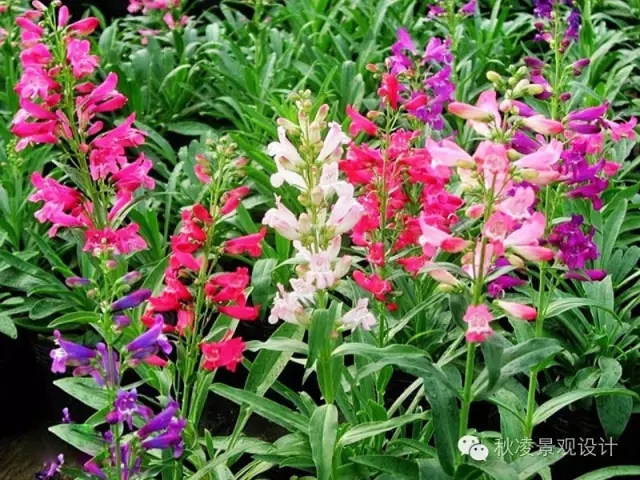 50種常見(jiàn)宿根花卉