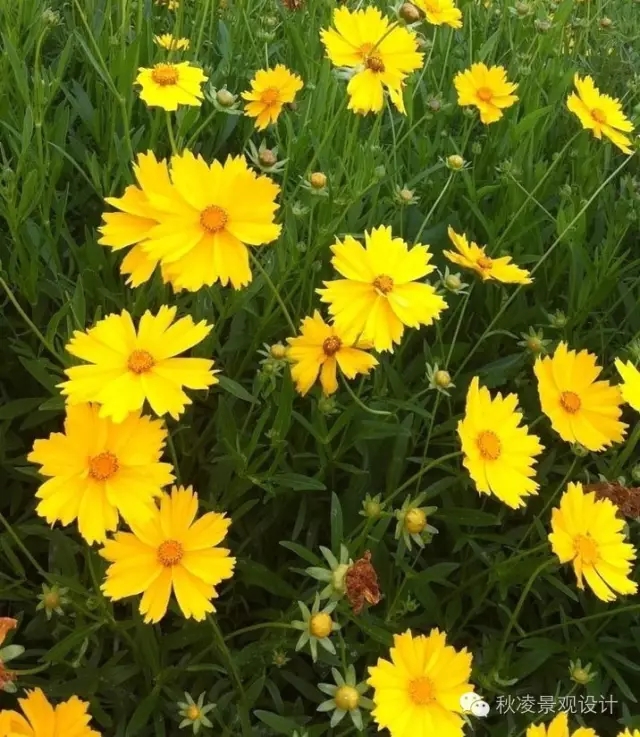 50種常見(jiàn)宿根花卉