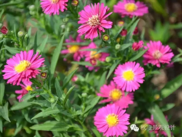 50種常見(jiàn)宿根花卉
