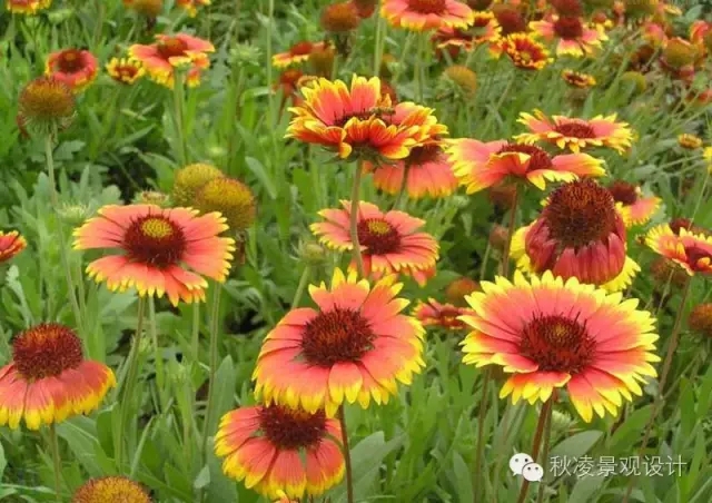 50種常見(jiàn)宿根花卉