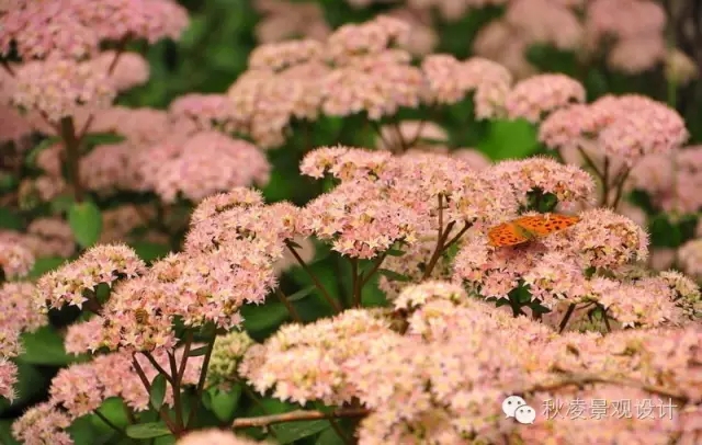 50種常見(jiàn)宿根花卉