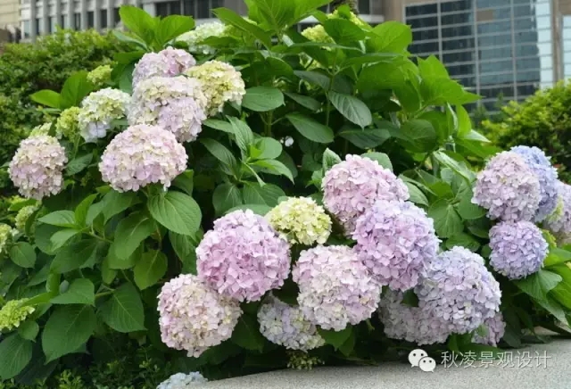 50種常見(jiàn)宿根花卉