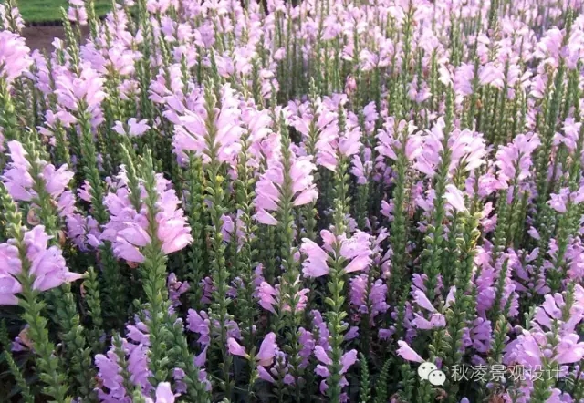 50種常見(jiàn)宿根花卉