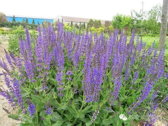 50種常見(jiàn)宿根花卉