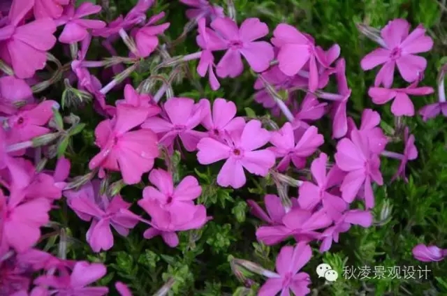 50種常見(jiàn)宿根花卉