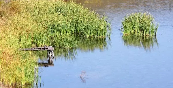 河道景觀中六大生態(tài)修復(fù)技術(shù)，你知道嗎？