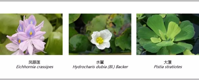 河道景觀植物搭配你知道嗎？