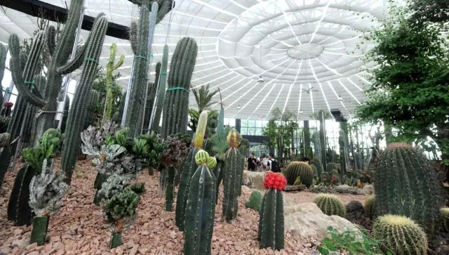 如何讓植物成為兒童活動場地的主角？