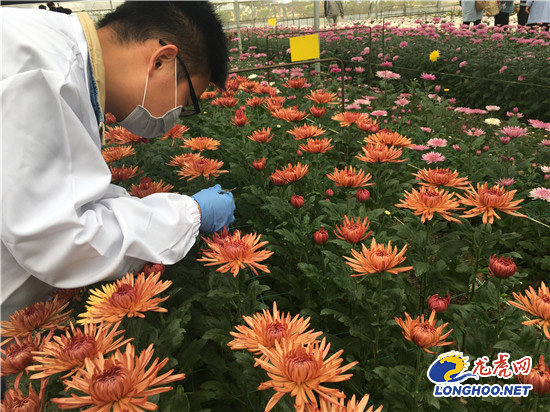 南農(nóng)大湖熟花卉基地萬朵菊花爭奇斗艷