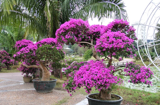 2016年華南植物園第八屆三角梅專題花展預(yù)告