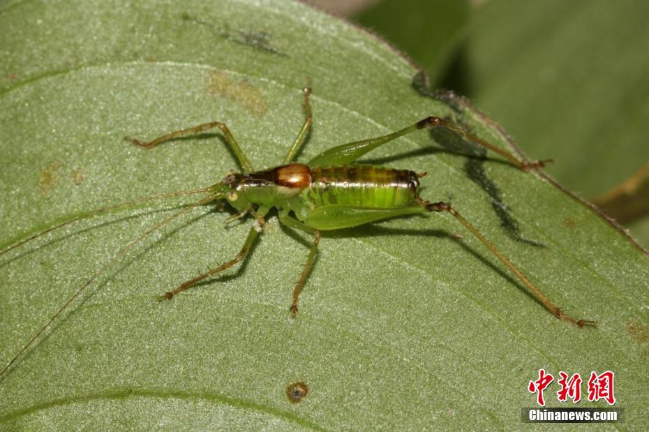 三峽大老嶺自然保護區(qū)發(fā)現(xiàn)3種昆蟲新物種