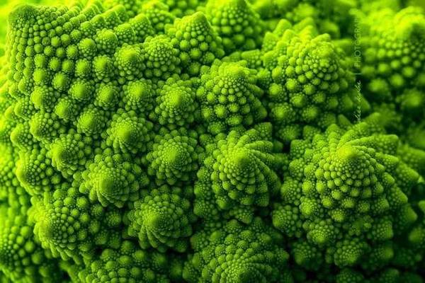 15張圖片展示植物中的數(shù)學(xué)