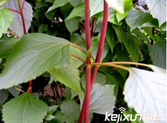植物知識：中國入侵植物盤點(diǎn)