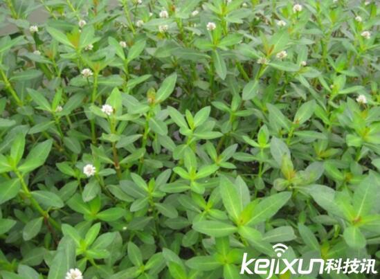植物知識：中國入侵植物盤點(diǎn)