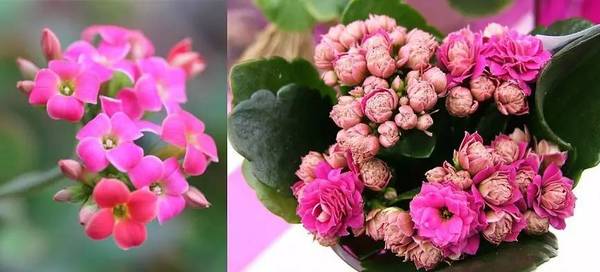 斐波那契花菜，植物也有數(shù)學(xué)秘密