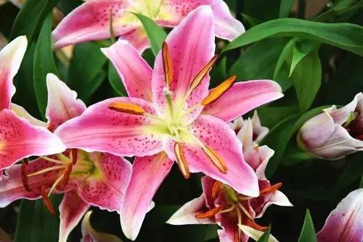 斐波那契花菜，植物也有數(shù)學(xué)秘密