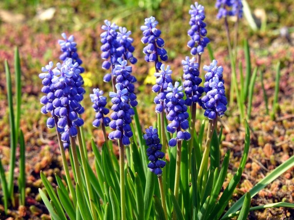 斐波那契花菜，植物也有數(shù)學(xué)秘密