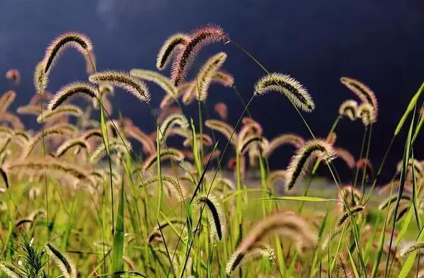 12生肖都有對應(yīng)的幸運植物
