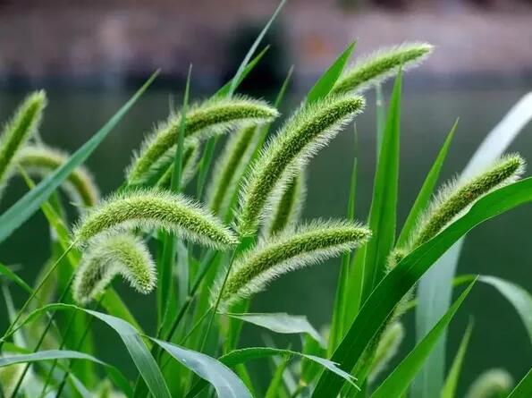 12生肖都有對應(yīng)的幸運植物