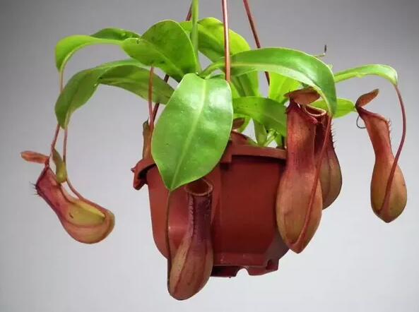 12生肖都有對應(yīng)的幸運植物