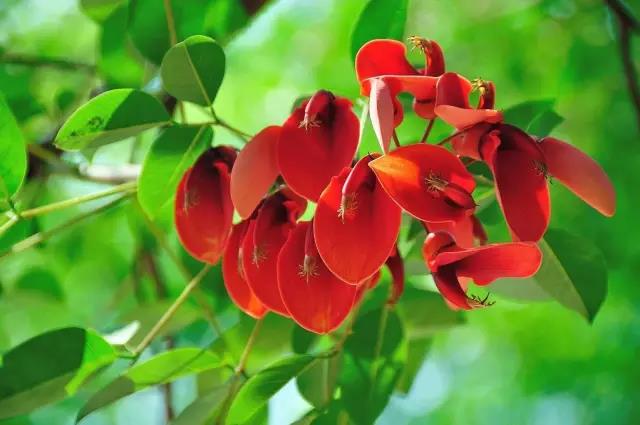 這些以“雞”為名的植物你認識幾個？