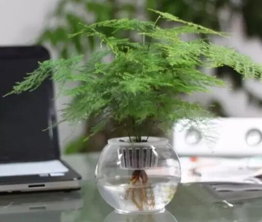 十種最適合室內(nèi)種植的水養(yǎng)植物