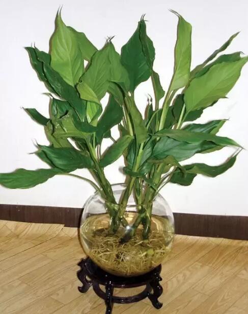 十種最適合室內(nèi)種植的水養(yǎng)植物