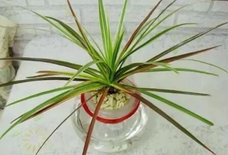 十種最適合室內(nèi)種植的水養(yǎng)植物