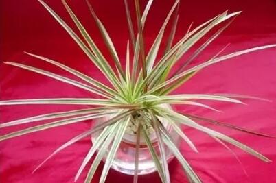 十種最適合室內(nèi)種植的水養(yǎng)植物