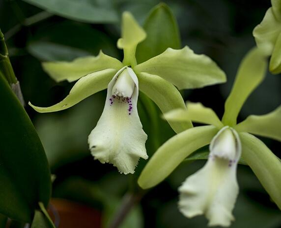 武漢植物園花展持續(xù)到4月上旬