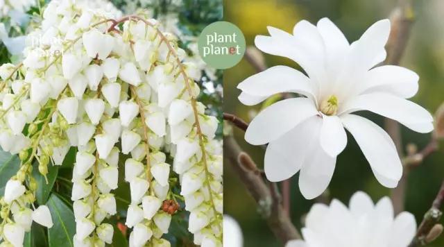 六種你不能錯(cuò)過的早春開花的最美灌木