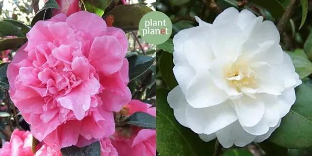 六種你不能錯(cuò)過的早春開花的最美灌木