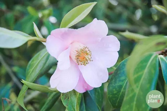 六種你不能錯(cuò)過的早春開花的最美灌木