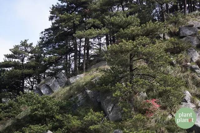 六種你不能錯(cuò)過的早春開花的最美灌木