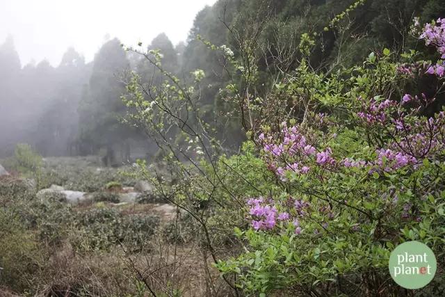 六種你不能錯(cuò)過的早春開花的最美灌木