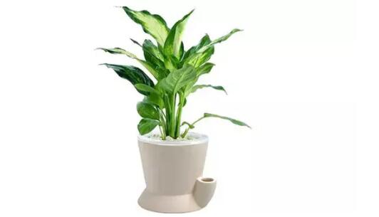 2017年養(yǎng)這些植物最旺財運